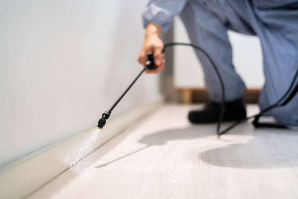 Licensed Wasp Control service in Merritt Park, NY - Nex Pest Control